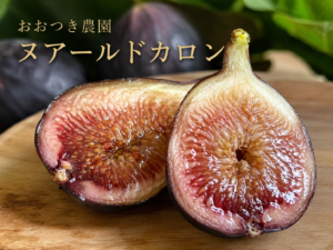京都黒いちじく　ヌアールドカロン　おおつき農園