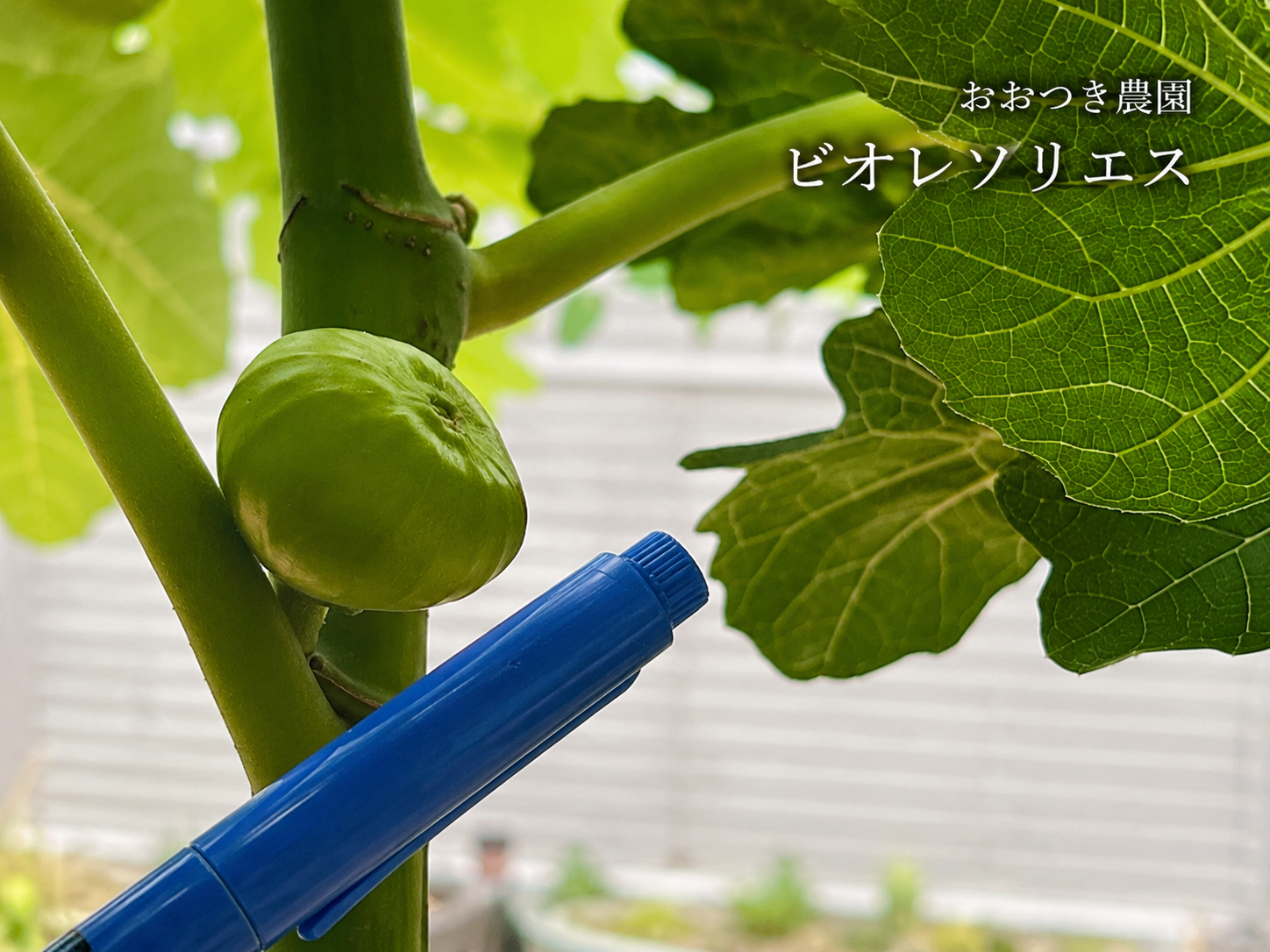 京都黒いちじく　おおつき農園