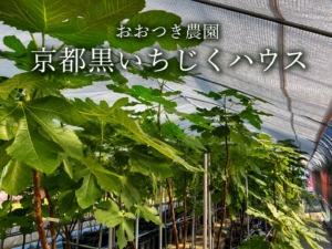 おおつき農園　京都黒いちじくハウス