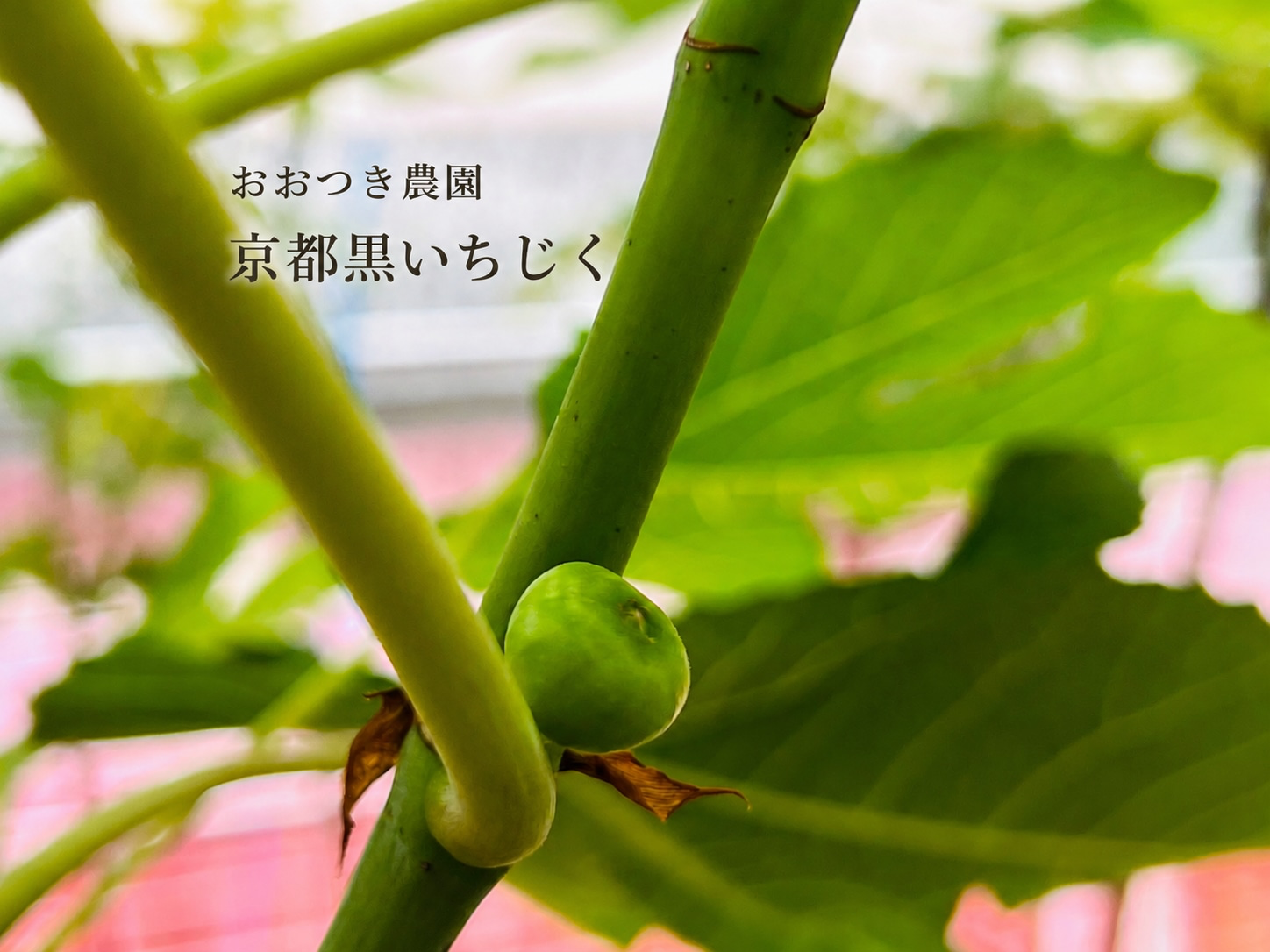 京都黒いちじく　おおつき農園